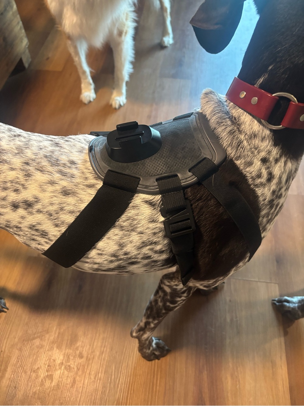 GoPro dog harness- adjustable - Picture 4 of 4